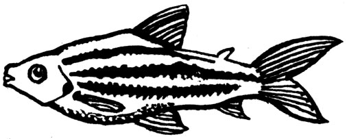 Семейство Аностомовые (Anostomidae)