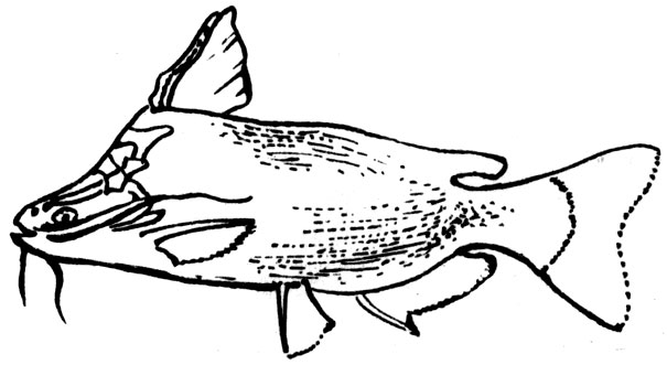 Семейство Ложноброняковые, или Аухениптеровые сомы (A uchenipteridae)
