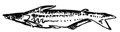 Семейство Агенеиозовые сомы (Ageneiosidae)