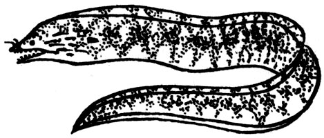 Семейство Муреновые (Muraenidae)