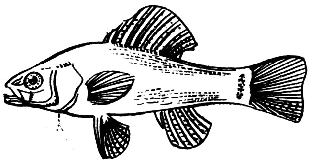 Семейство Афредодеровые (Aphredoderidae)