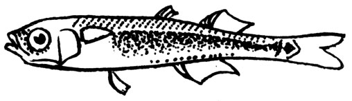 Семейство Атериновые (Atherinidae)