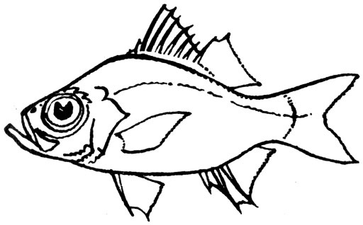 Семейство Робаловые (Centropomidae)