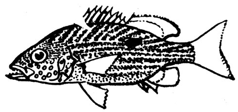 Семейство Луциановые, или Рифовые окуни (Lutjanidae)