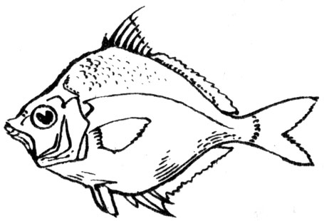 Семейство Сребробрюшковые (Leiognathidae)