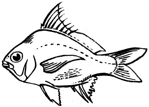 Семейство Мохарровые, или Серебряные окуни (Gerridae)