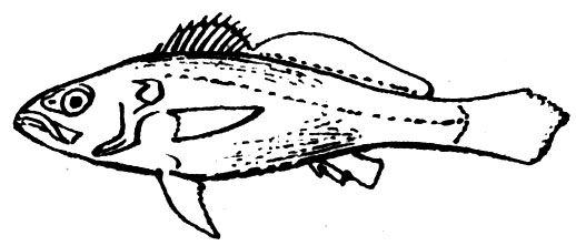 Семейство Горбылевые (Sciaenidae)