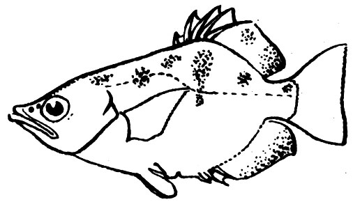 Семейство Брызгуновые (Toxotidae)