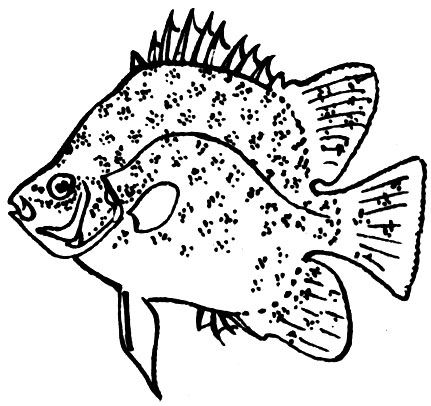Семейство Аргусовые (Scatophagidae)