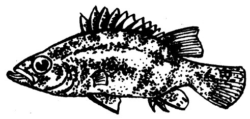Семейство Нандовые (Nandidae)