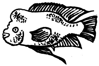 Семейство Цихловые (Cichlidae)