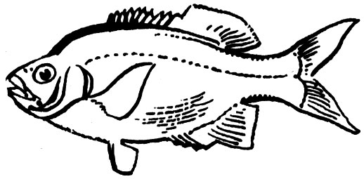 Семейство Эмбиотоковые (Embyotocidae)