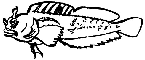 Семейство Собачковые (Blenniidae)