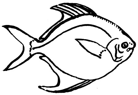 Семейство Памповые, или Зеркаловые (Pampidae)