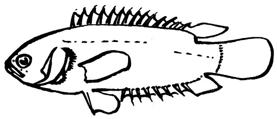 Семейство Анабасовые (Anabantidae)