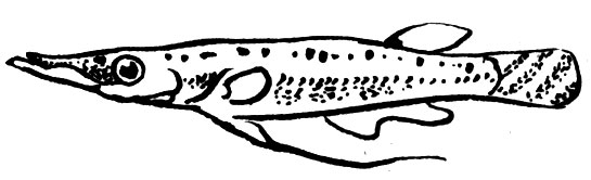 Семейство Щукоглавые (Luciocephalidae)
