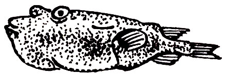 Семейство Четырехзубые (Tetraodontidae)