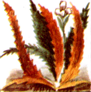 Телорез алоэвидный