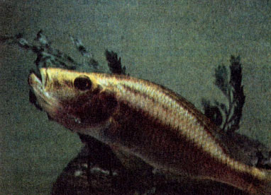 Жаберные сосальщики у самки длиннорылого хаплохрома (Cyrtocara compressiceps) 