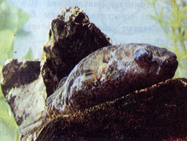 Молочная болезнь (хилодонеллёз) у таиландского тетраодона (Tetraodon leiurus brevirostris)