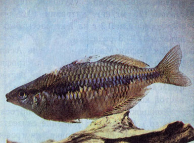 Ихтиободоз (костиоз) у трехполосой радужницы (Melanotaenia trifasciata)