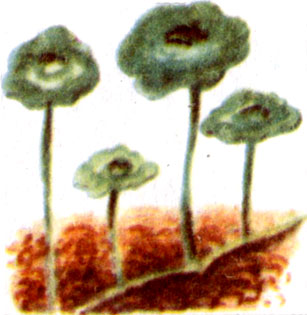 Водяной пупок