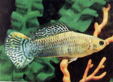 Гибрид высокоплавничной пецилии (Poecilia velifera) и гуппи (P. reticulata)