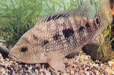 Гибрид восьмиполосой (Cichlasoma octofasciatum) и бриллиантовой (С. cyanoguttatum) цихлазом