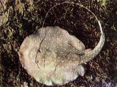 Длиннохвостый паратригон (Paratrygon ajereba)