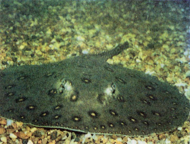 Глазчатый потамотригон (Potamotrygon motoro) 