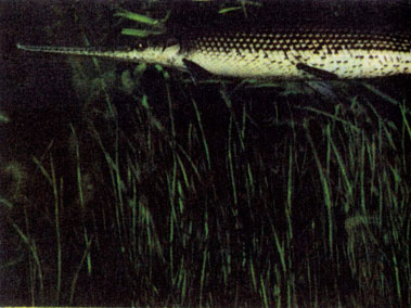 Обыкновенный панцирник (Lepisosteus osseus) 