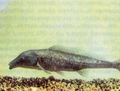 Длиннорылый мормирус (Mormyrus longirostris) 