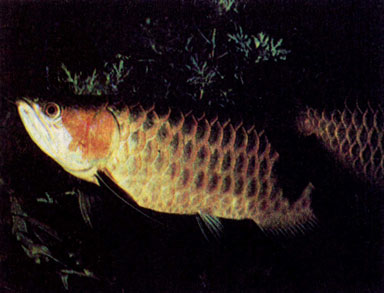 Золотистая баррамунда (Scleropages formosus)