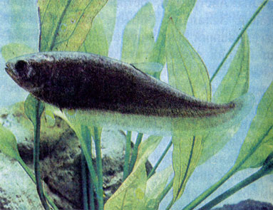 Коричневый нотоптер (N. notopterus) 