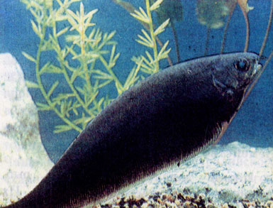 Темный ксеномист (Xenomystus nigri) 