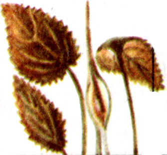 Криптокорина Твайтеза