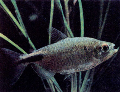 Желтый конго (Alestes longipinnis)