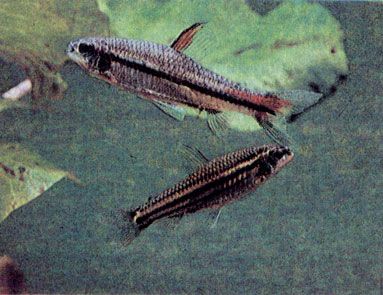 Наннэтиопс (Nannaethiops unitaeniatus) и трехлинейный неолеб (Neolebias trilineatus)