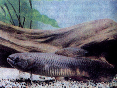 Обыкновенная трахира (Erythrinus erythrinus)