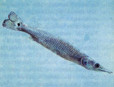 Обыкновенный мечерот (Ctenolucius hujeta) 