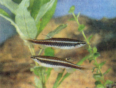 Копелла Мета (Copella metae)
