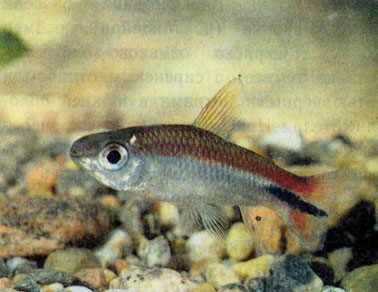 Куриматопс Эвелин (Curimatopsis evelynae) 