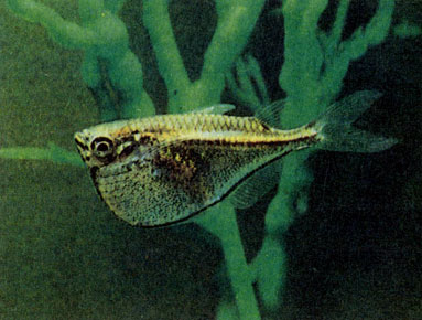 Карнегиелла Марты (Cornegiella marthae) 