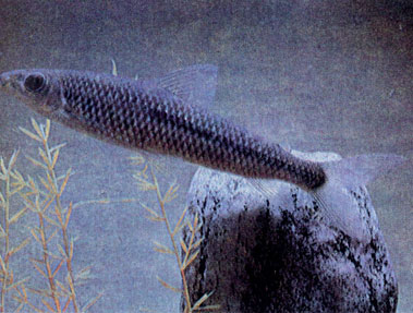 Лепорин Маргариты (L. nigrotaeniatus)