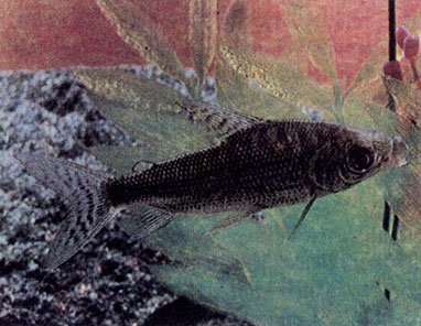 Штриховый прохилод (Prochilodus ortonianus)