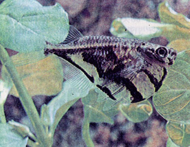 Мраморная карнегиелла (Carnegiella strigata) 