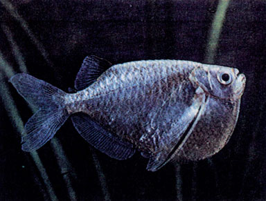 Платиновый клинобрюх (Thoracocharax securis) 