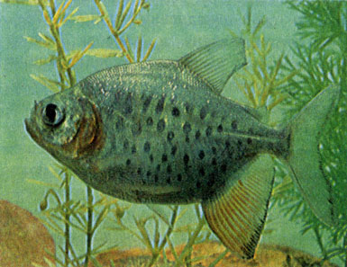Черный паку (Colossorna brachypomum) — малек 