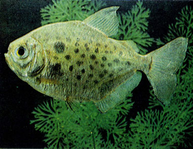 Пятнистый метиннис (М. maculatus)