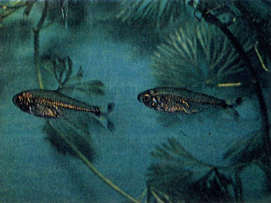 Пестрохвостая тетра (Hemigrammus marginatus) 
